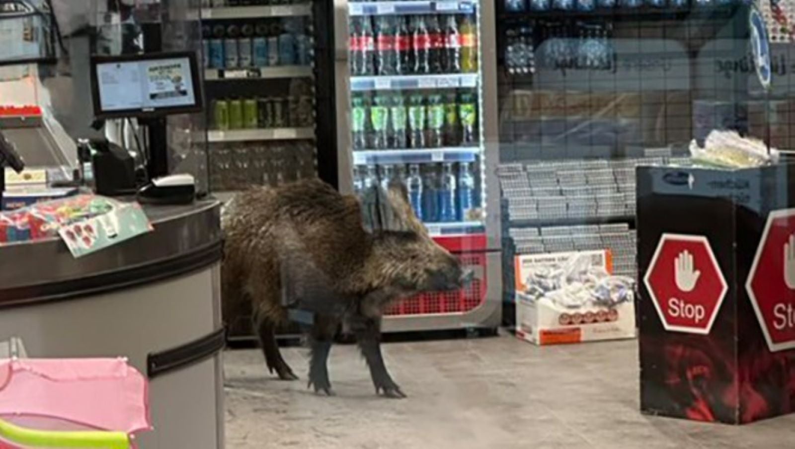 wildschwein-verirrt-sich-in-berliner-einkaufszentrum-weather